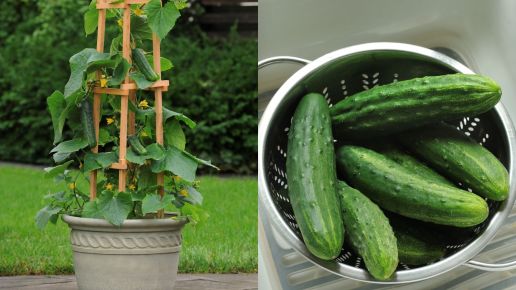 Vegetables Mini Cucumber and Cherry Tomato 2 pc. R138828