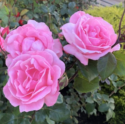 Fragrant Brindabella™ Rose 1 pc. *Ships in the Fall*