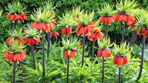 Red Crown Imperials Fritillaria 4 pc. 