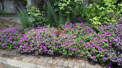 Geraniums Marco's Mix Winter Hardy Collection 3 pc. R138770 | Shop