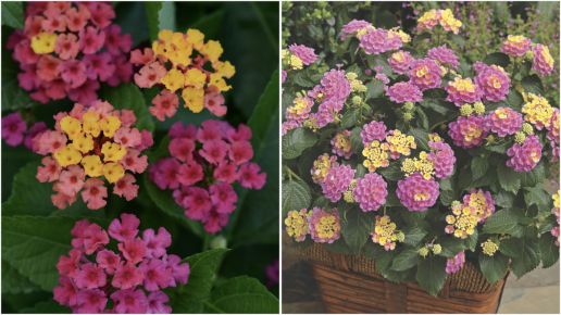 Lantana Passion Fruit Pink and Yellow 3 pc. R95042plantonly