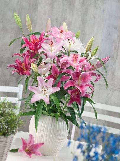 Lilies Fragrant and Colorful Orientals 12 pc R429133