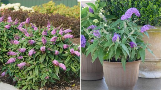 Butterfly Bush Proven Winners® Pugster® 1 pc. R89850 **Ships in Fall**