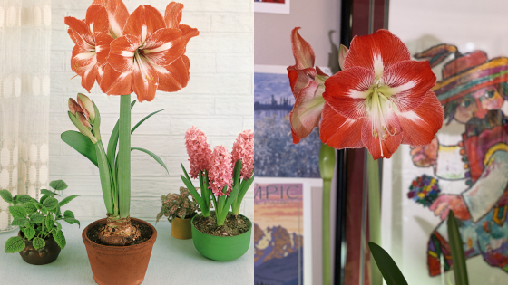 Dutch Holiday Amaryllis 1 pc. with Pot - Color Choice **Ships early November**