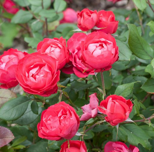 Proven Winners® OSO Easy® Rose Double Red 1 pc.  R95023