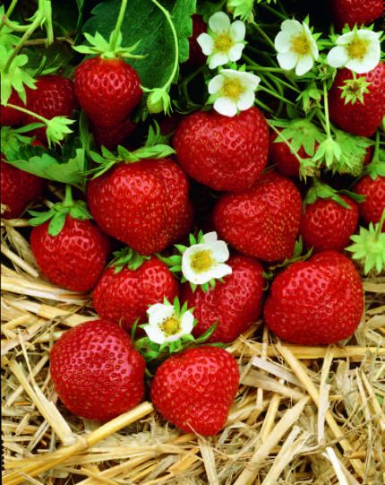 Ozark Beauties Everbearing Strawberries Bare-roots 10 pc.