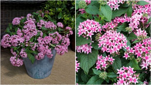 Pentas 'Kaleidoscope Series' 3 pc. R138808