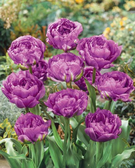 Peony Tulips Fragrant and Double Flowering 20 pc. Assortment *Ships in the Fall*