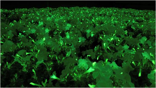 Petunia Hybrid Glow in the Dark Firefly with Fertilizer Sample 1 pc. R138739