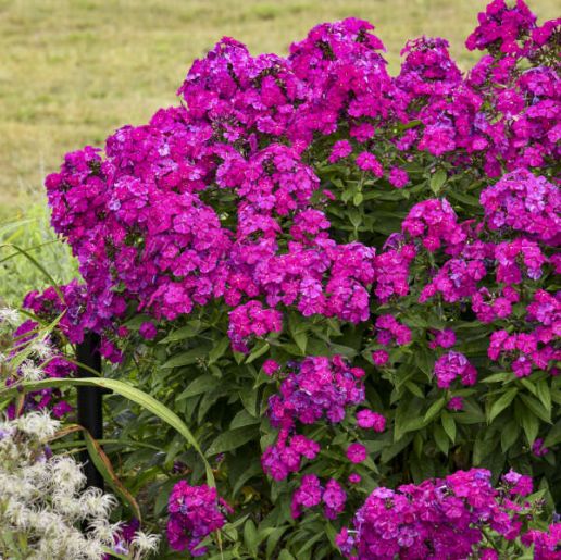 Tall Garden Phlox Luminary® Series1 pc. *Pre-Order Spring 2025*