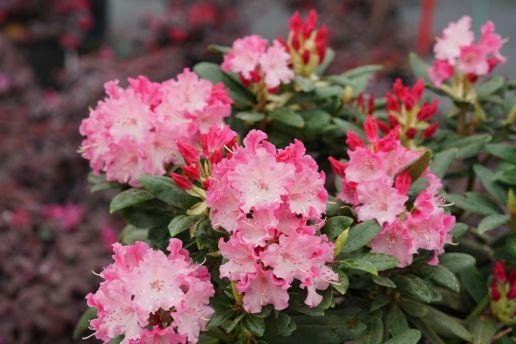 Rhododendron Proven Winners®  Dandy Man Color Wheel®  1 pc. R460360