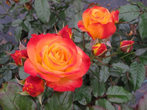 Proven Winners® OSO Easy® Rose 1 pc. 