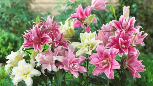 Roselily Collection 5 pc. with Bounty Fertilizer R139170