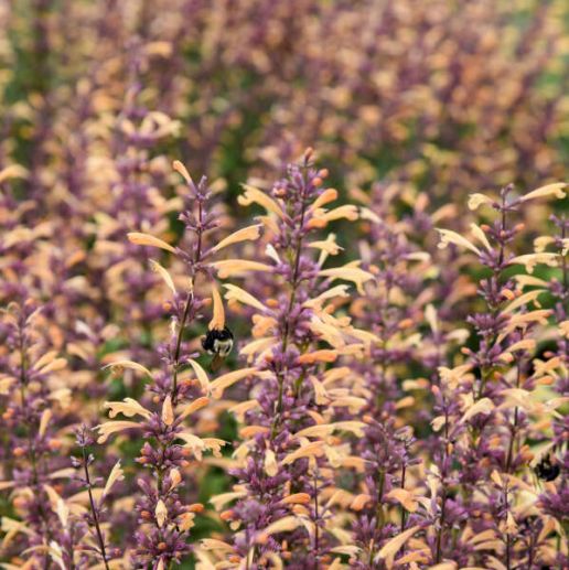 Agastache Meant to Bee™ 1 pc. *Pre-Order Spring 2025*