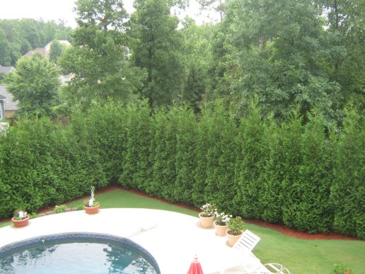 Arborvitae Full Speed a Hedge® Proven Winners®  American Pillar 1 pc. R460352