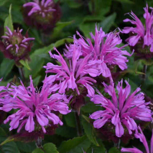 Bee Balm Proven Winners® 1 pc. - R31938 *Pre-Order Spring 2025*