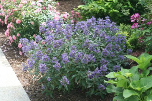 Caryopteris Proven Winners® Bluebeard Beyond Midnight® 1 pc. **Ships early May**