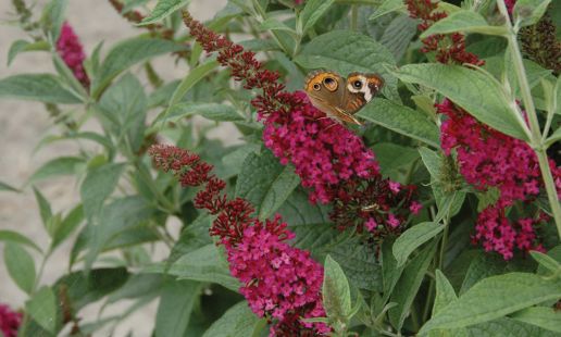 Butterfly Bush Proven Winners® 'Miss Molly' 1 pc. **Ships late May**