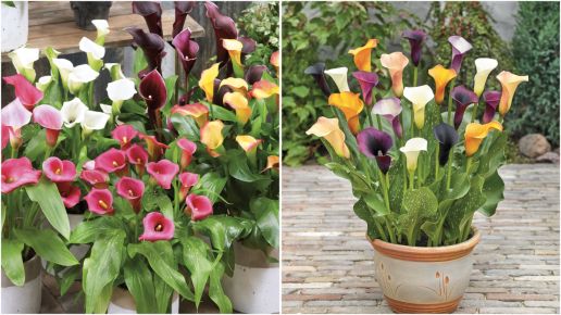 Calla Lily Mix w/ Bounty 5 pc. *NonZoned* Ships late March R95121