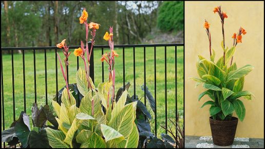 Canna Lily Set Durban And Bengal Tiger 4 Pc. R457617