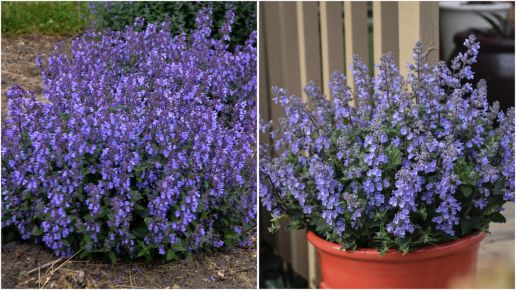 Catmint Picture Purrfect Blue 3 pc. R95045