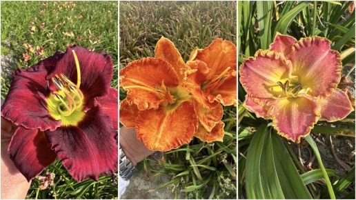 Daylilies Long Lasting and Reblooming 6 pc. R95086