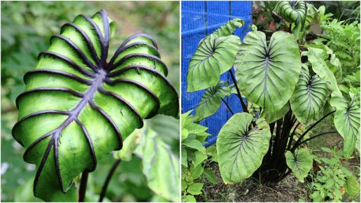 Elephant Ear Tropical And Large Leafed Colocasia 1 Pc. R95050