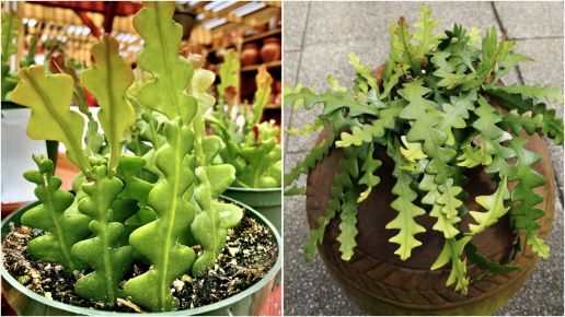 Fishbone Cactus: How to Grow and Care for this Unique Houseplant