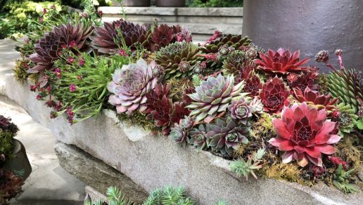 Hens and Chicks Succulent Sempervivum 6 PAK R132208