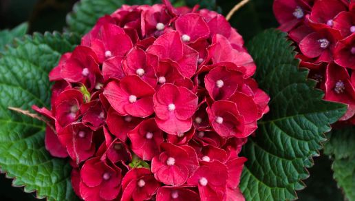 Hydrangea Bloomin' Easy® Cherry-Go-Round™ 1 pc. R95040