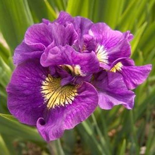 Irises Siberian Hardy and Graceful 3 pc. R460282