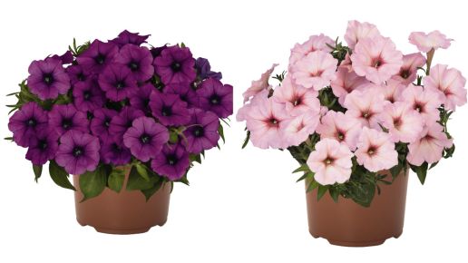 Petunias DuraBloom® Series Lilac And Pink 4 Pc. R95105