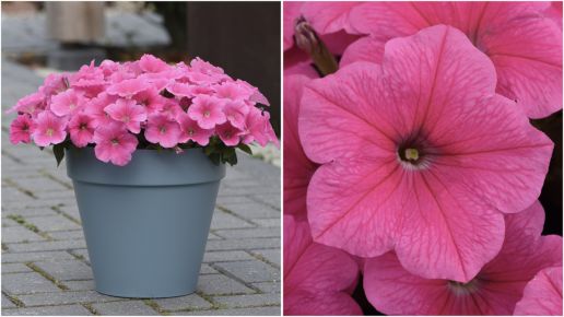 Petunias Mix Extra Easy Wave® Sweet Taffy 3 pc. R95018