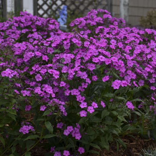 Tall Cushion Phlox 'Cloudburst' 1 pc. *Pre-Order Spring 2025*