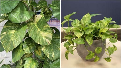 Golden Pothos Houseplant 1 pc. *NonZoned* Ships late May R95033