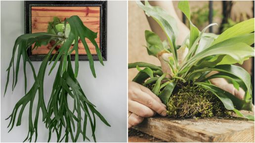 Staghorn Fern Mounted on Cedar Plank 1 pc. *NonZoned* Ships early May R95108