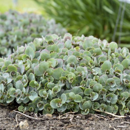 Stonecrop Sedum Rock 'N Round® Collection 1 pc. *Pre-Order Spring 2025*