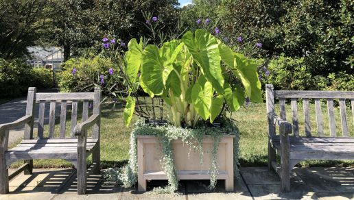 Elephant Ear Giant and Tropical Colocasia 2 pc. R457621 **Ships mid April**