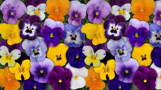 Penny Series Viola 3 pc. R138807