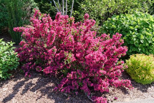 Weigela Proven Winners® 1 pc. R457643*Pre-Order Spring 2025*