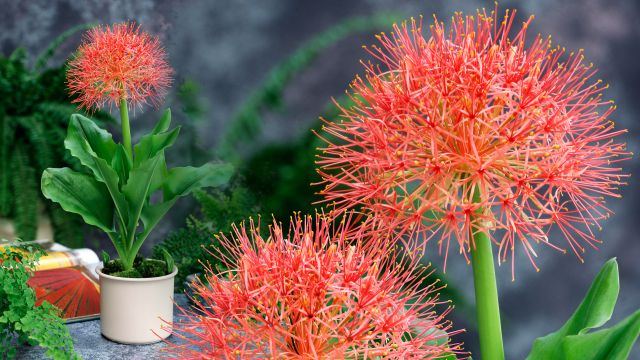 Starfire African Paintbrush 3 pc. R132150