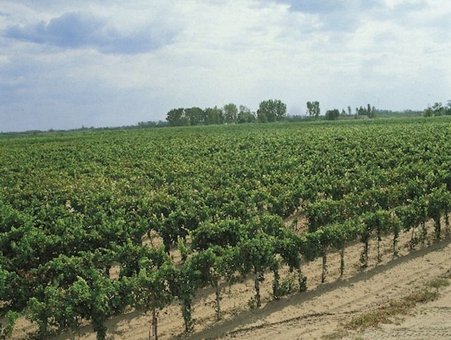 Grape Red Seedless Canadice Dormant Plant 2 pc. R310411