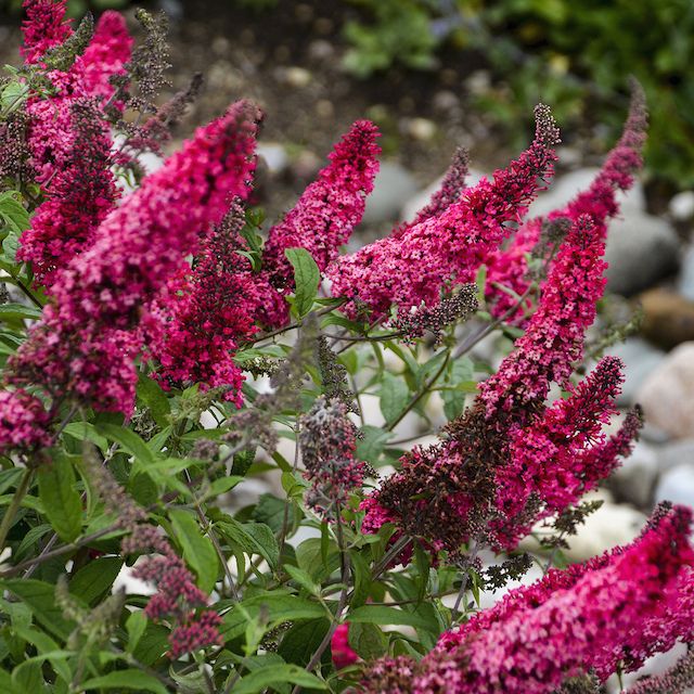 Butterfly Bush Monarch® Collection Prince Charming Cerise Pink 1 pc. R344884