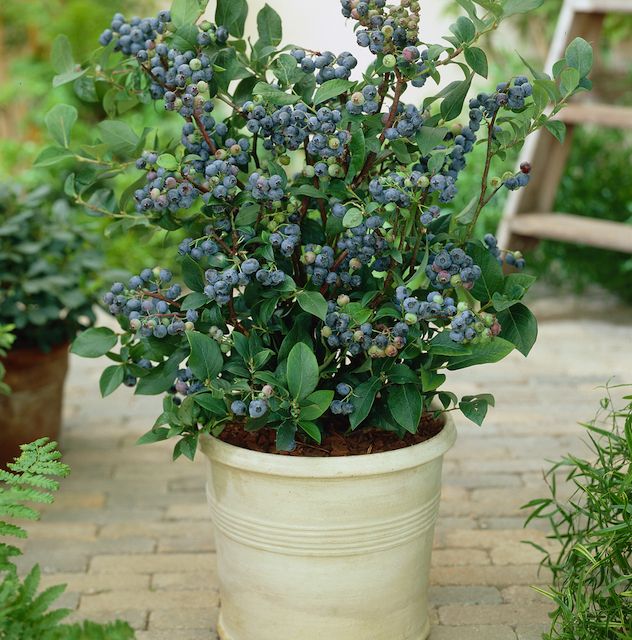Dwarf 'Top Hat' Blueberry Bush 1 pc. R344890