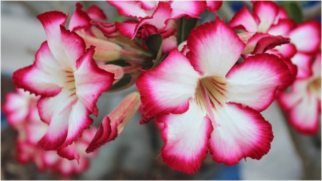 Desert Rose Bi-Colored Blooms 1 pc.**Ships mid May** R132047