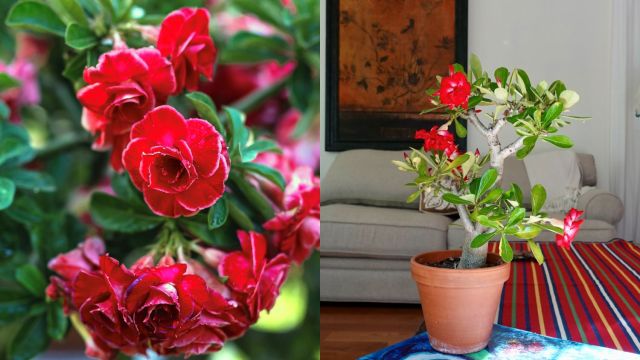 Bi-Color Desert Rose in 4 inch pot 1 pc. R138732**Ships Mid May**