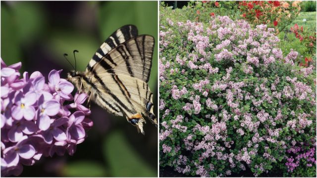 Summer Blooming Baby Lilac 1 pc. R138797