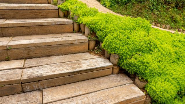 Stonecrop Sedum Succulent Groundcovers 6 pak R261573