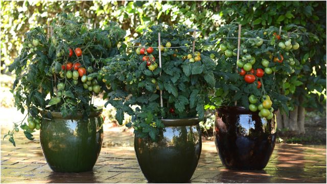 Tomatoes Variety Pak 3 pc. R138821