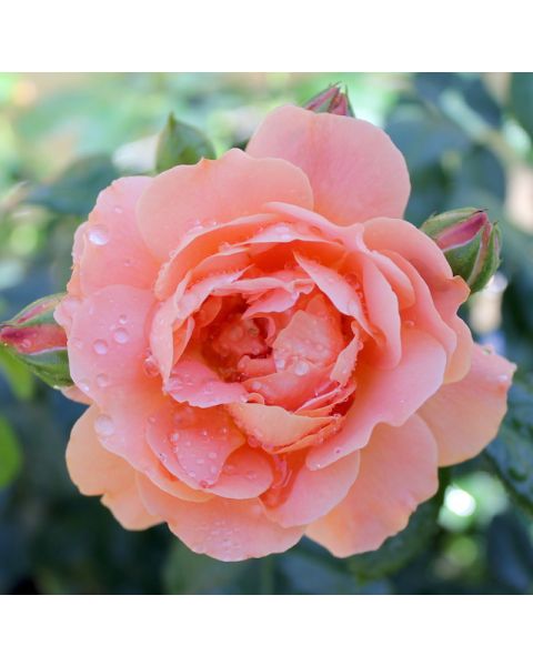 Proven Winners® At Last® Rose 1 pc. R138817